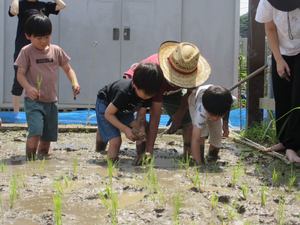 年長組、田植えを行いました☆彡